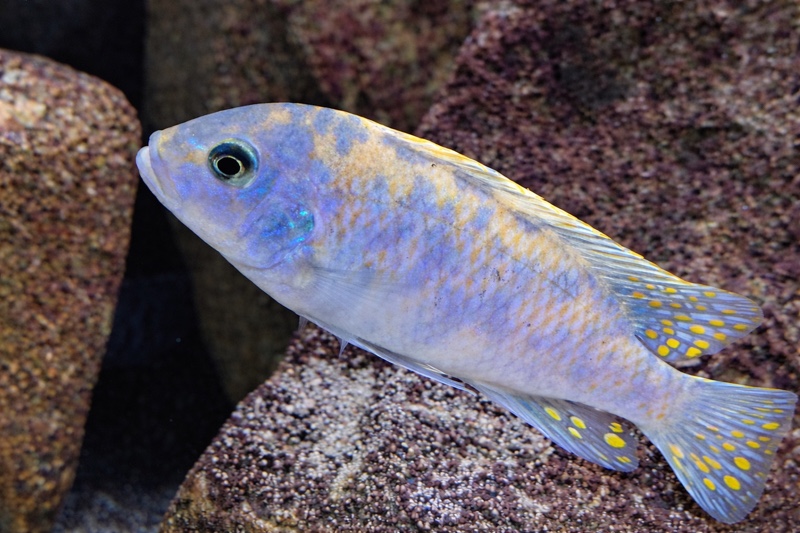 Maylandia estherae 'Minos Reef'